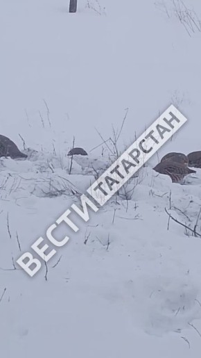 ��������� �������� ��������� ������ ��� ����� � ������