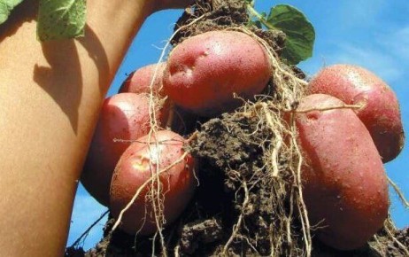 Не спешите с посадкой картошки: почему ранний картофель может не взойти