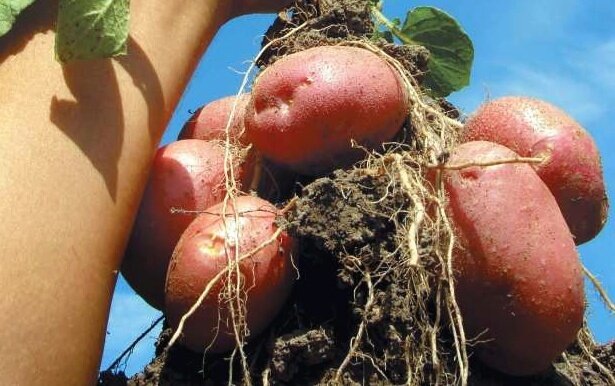 Не спешите с посадкой картошки: почему ранний картофель может не взойти