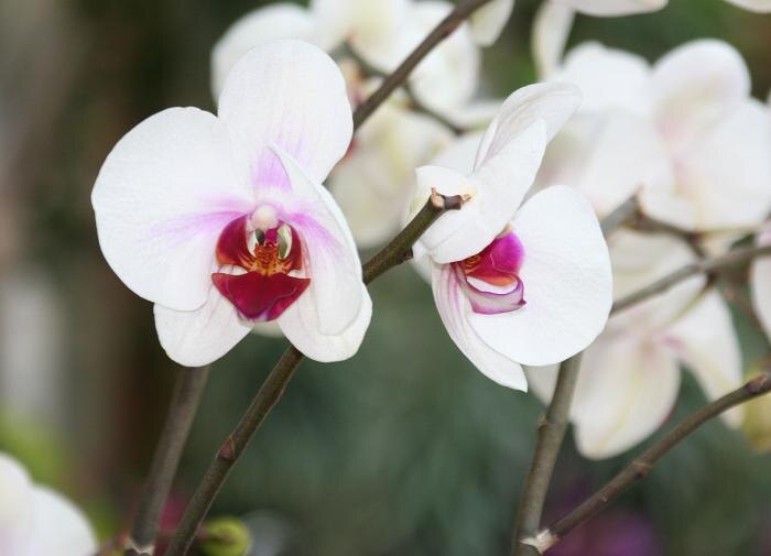 Как выбрать идеального зеленого питомца для вашего дома