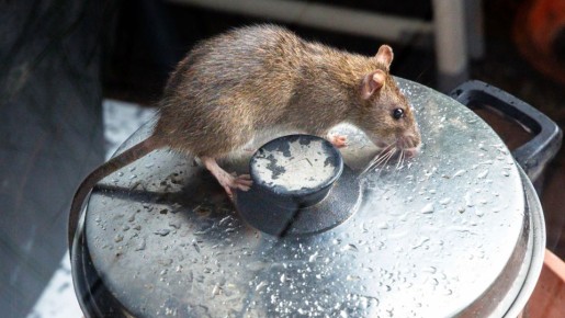 Распылите на двери и окна этот состав: мыши будут обходить дом за километр