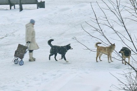 ���������� �������������� ������������ ���������� �� �������� �����