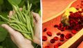 Зеленая фасоль: ключ к снижению холестерина и улучшению здоровья сердца