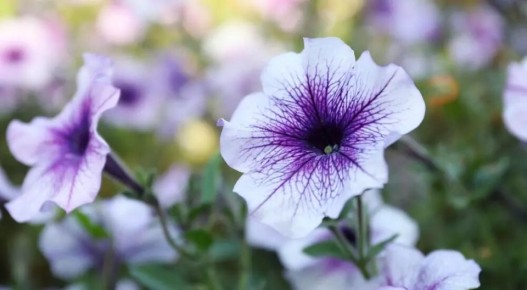 Петуния Тайдал: секреты успешного выращивания и правила ухода