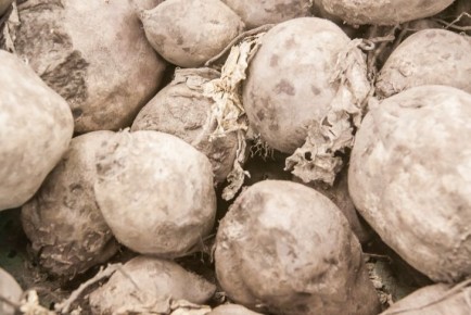 ������ ������������ �������� � ������ �� ����� � ������: ����� 5 ������� ������������