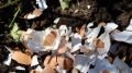 Как яичная скорлупа поможет вырастить впечатляющий урожай