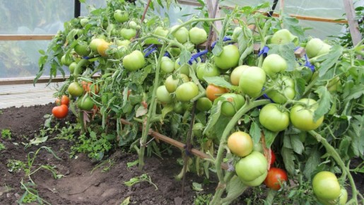 ����������� ������: 16 ������ ��� ������� � �������� ������