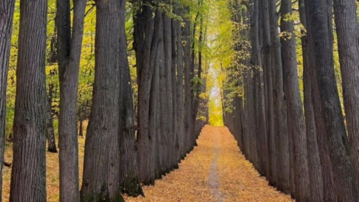 «Парк усадьбы Нарышкиных-Паулуччи» XIX века снова под угрозой