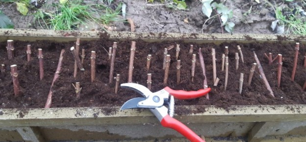 Зимние секреты: как вырастить метельчатую гортензию из черенков