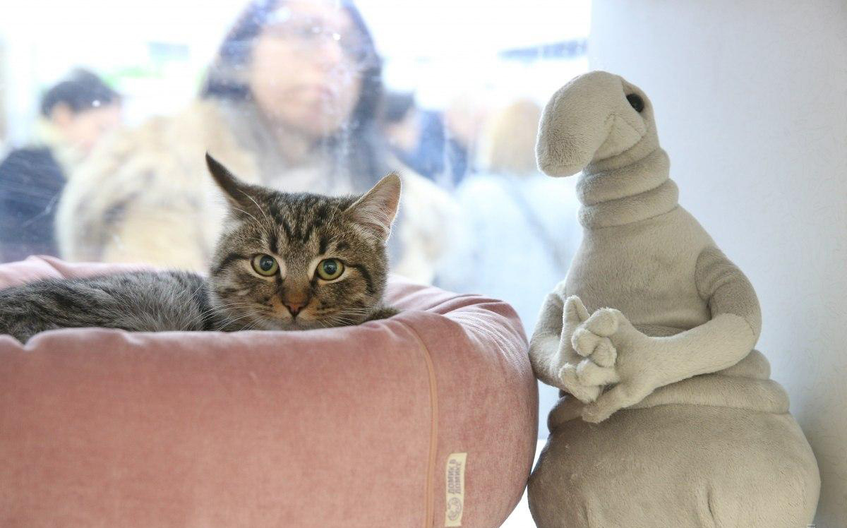 Почему кот кусает хозяев: ветеринар перечисляет 8 причин