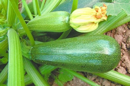 Как выращивать кабачки без хлопот: белорусский секрет эффективного огородничества