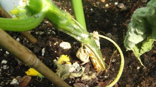 Женские цветки кабачков опадают без опыления в холодное лето