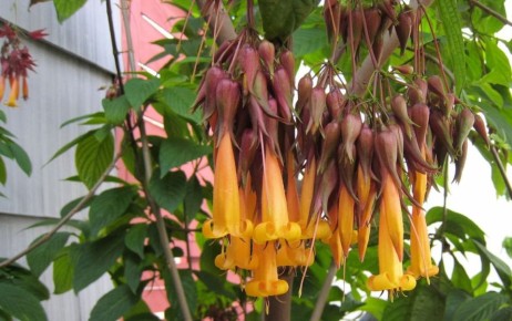 Спасая редкие виды: возможно ли вернуть их на родину?