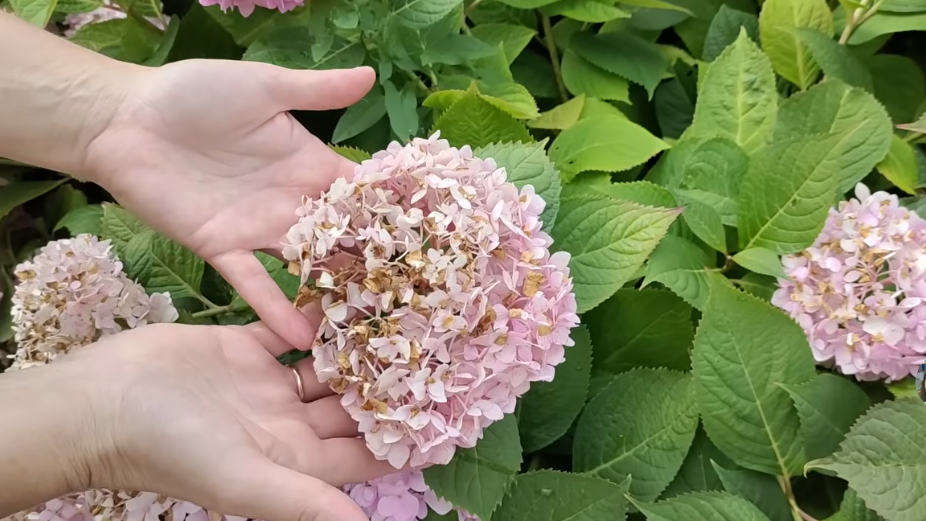 Как продлить цветение гортензий до октября: советы опытных садоводов