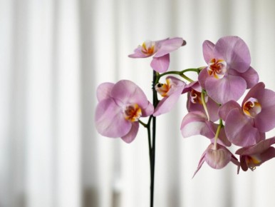 ��� �������� ���������� �������� �����������: ������� �����