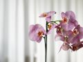 Как добиться повторного цветения фаленопсиса: секреты ухода