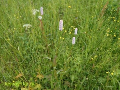 ����� �������: ���������� ����� � �������� ��������