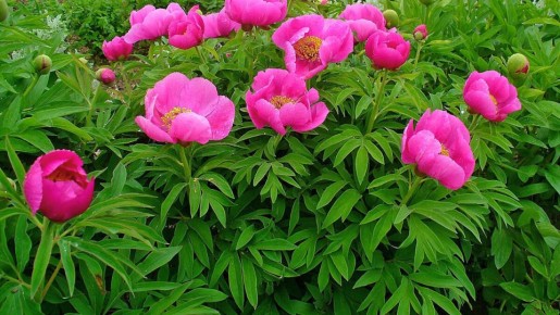 ��������� ������: ������� ������ ��� ��������� ��������