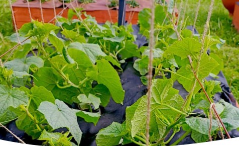 ������� � ���� �� ��������: ������� ������