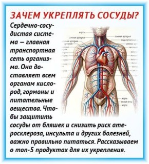 Топ-5 продуктов для укрепления сосудов