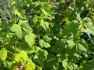 ��� ������� ����� ������� ����� ���������: ��������� �����������