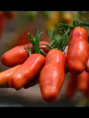 ����� ���������: ������������� ���� ��� ������� �����������