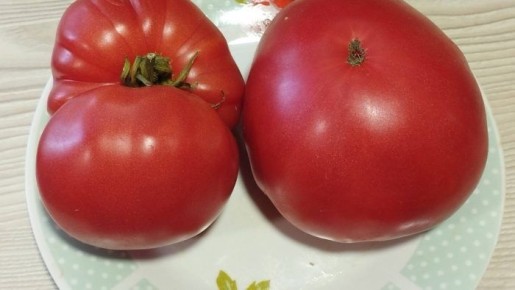 ����� �����: ������� ������ ����������� �������