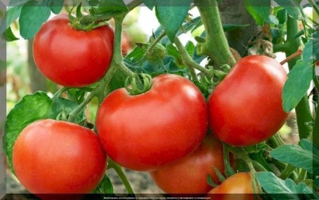 ����� ����: ������� ������� � �������� ������ �� ����� �������