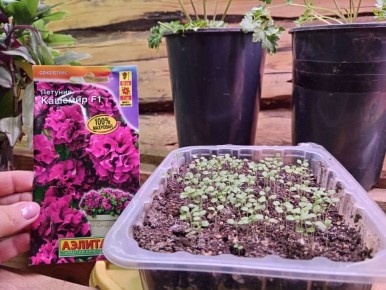 Почему ваша петуния все еще не всходит: ищем корень проблемы и решения