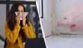 Бюджетное средство для борьбы с плесенью: как справиться за час