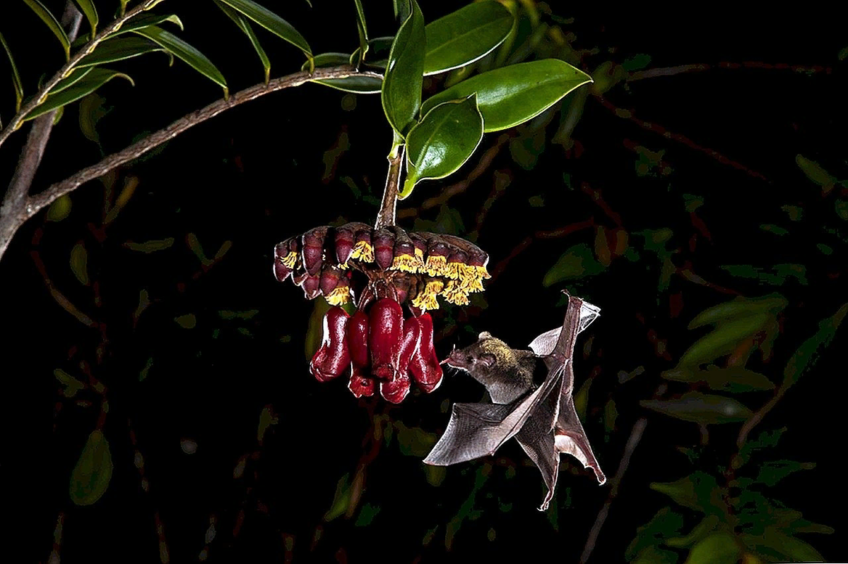 Лиана, привлекающая летучих мышей: как маркгравия решает инженерные задачи природы