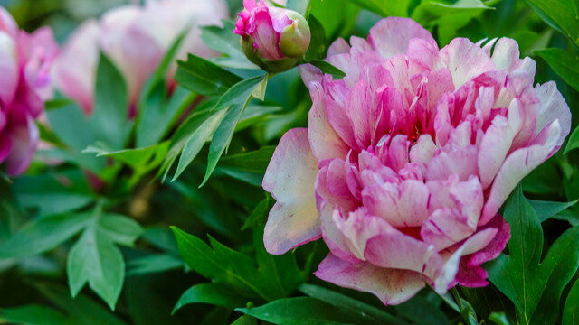 Как подарить пионам вторую жизнь: секреты ухода после цветения