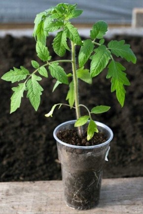 ��� ���������� �������� ��������� � �������: ������ ��� ��������� �����