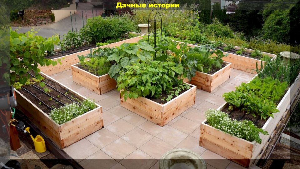 Важные советы по выращиванию вкусного урожая