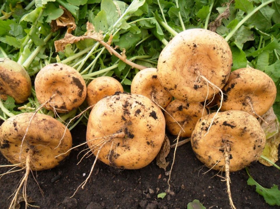 Как успешно вырастить репу: советы от огородников