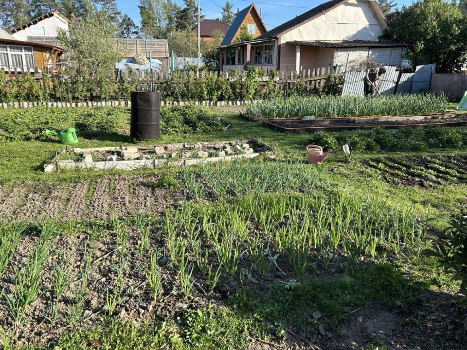 Не упустите свою возможность: высаживайте овощи в июне!