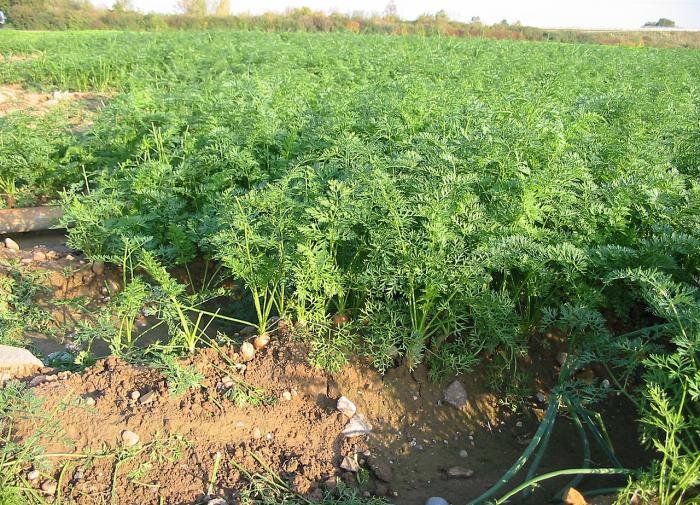 Как правильно проредить морковь для здоровья вашего урожая