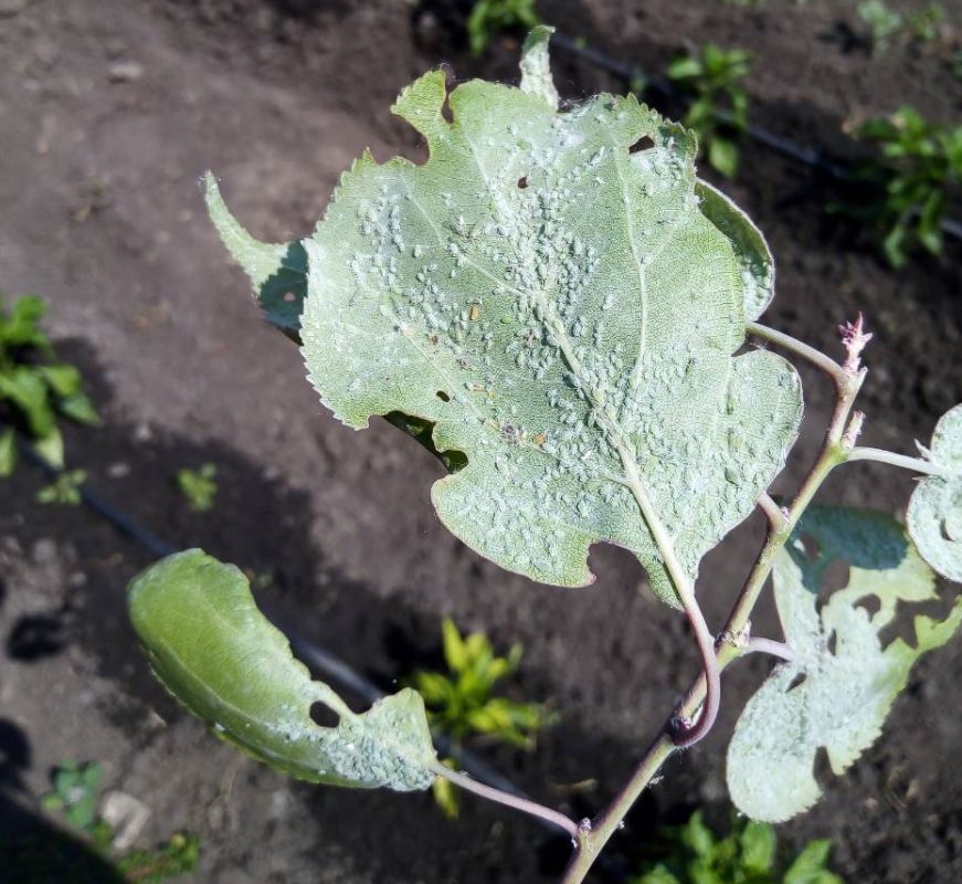 Уксусный раствор против тли: простое и эффективное решение