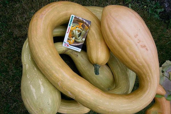 Тыква Тромбон: оригинальный вид и замечательный вкус для вашего огорода