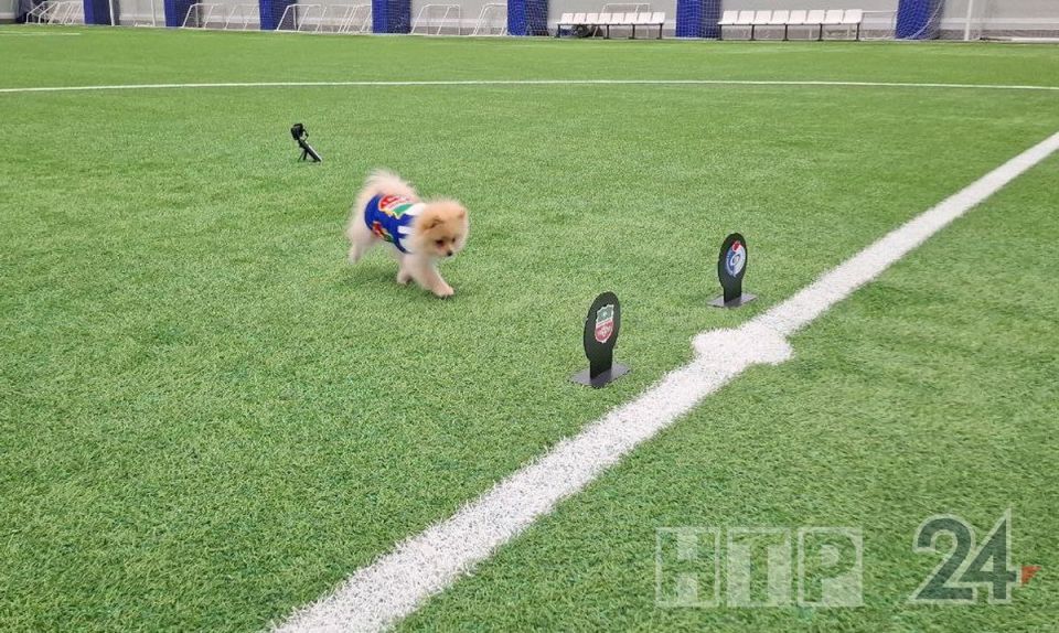 � ����������� �������� ��-�������������