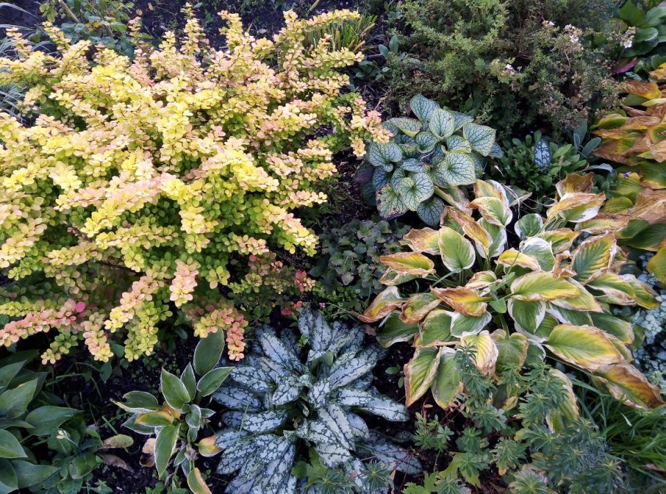 Октябрь для садоводов: подготовка к зиме и уход за растениями