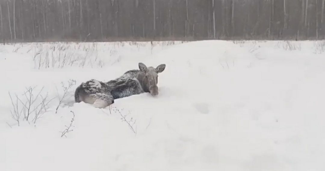 В Татарстане спасли двух лосей, увязших в снегу В Татарстане спасли двух лосей, увязших в снегу