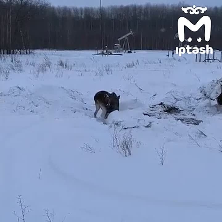 Даже лоси устали от бесконечной непогоды