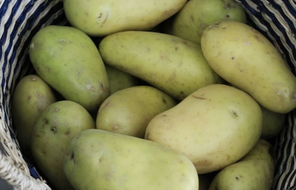 Опасные овощи: что стоит знать о ядовитых растениях