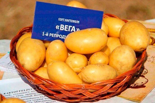 Как вырастить картофель Вега: секреты успешного урожая от опытных огородников