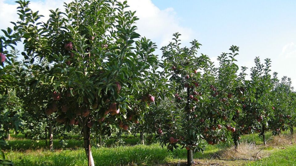 Как правильно ухаживать за садовыми деревьями: советы и рекомендации