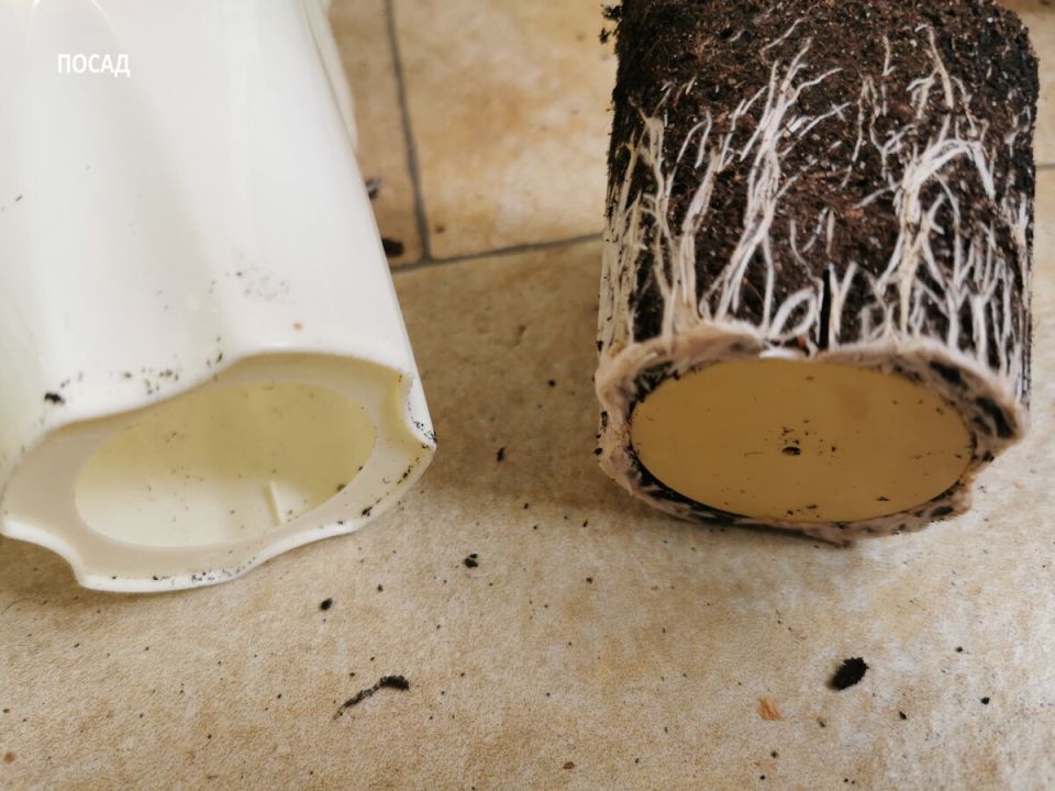 Открытие для садоводов: развенчиваем мифы о выращивании перца