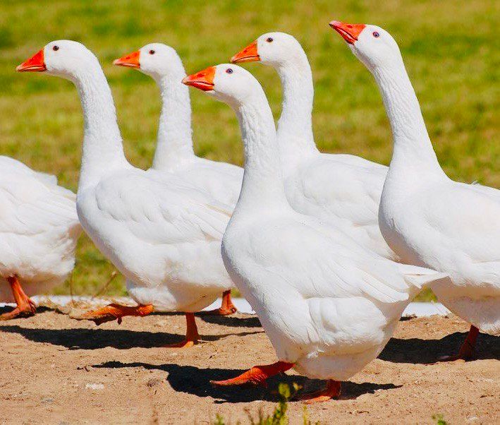 Гуси на даче: ваш новый лучший друг для автономности и уюта