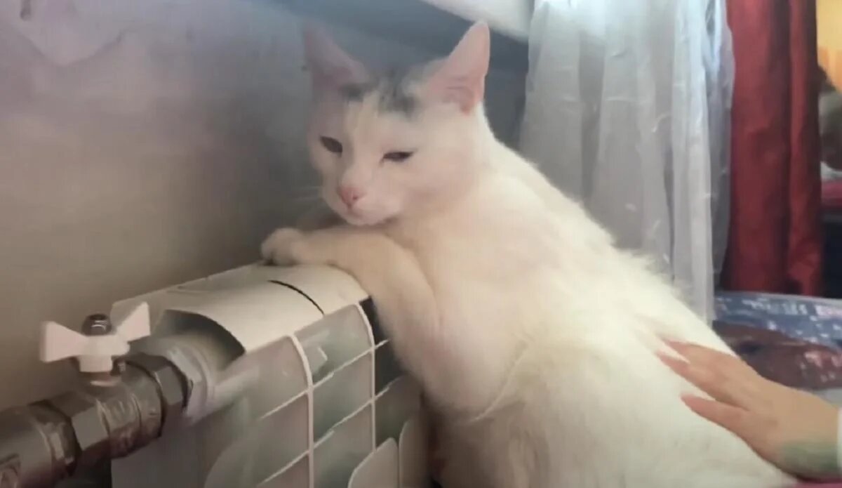 Как выявить болезни у котов: советы ветеринаров