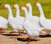 Гуси на даче: ваш новый лучший друг для автономности и уюта